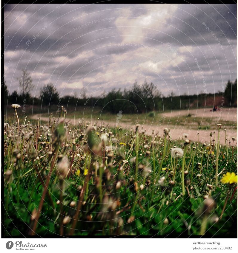 Renaturierung komplett Umwelt Natur Landschaft Pflanze Erde Sand Wolken Gewitterwolken Frühling Baum Blume Gras Sträucher Grünpflanze Löwenzahn Wiese