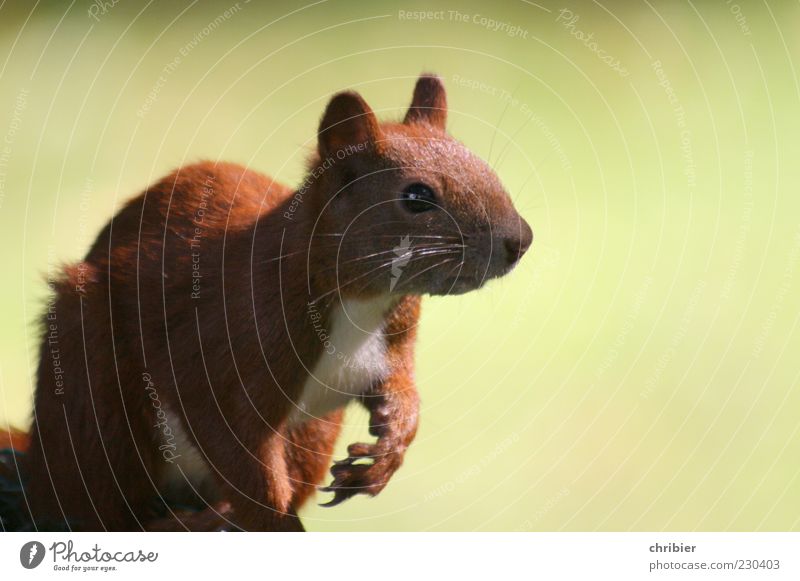 A Hörnchen ! Auge Ohr Natur Tier Park Wildtier Tiergesicht Fell Krallen Eichhörnchen 1 beobachten sitzen kuschlig Neugier Wachsamkeit ruhig Leben Schüchternheit