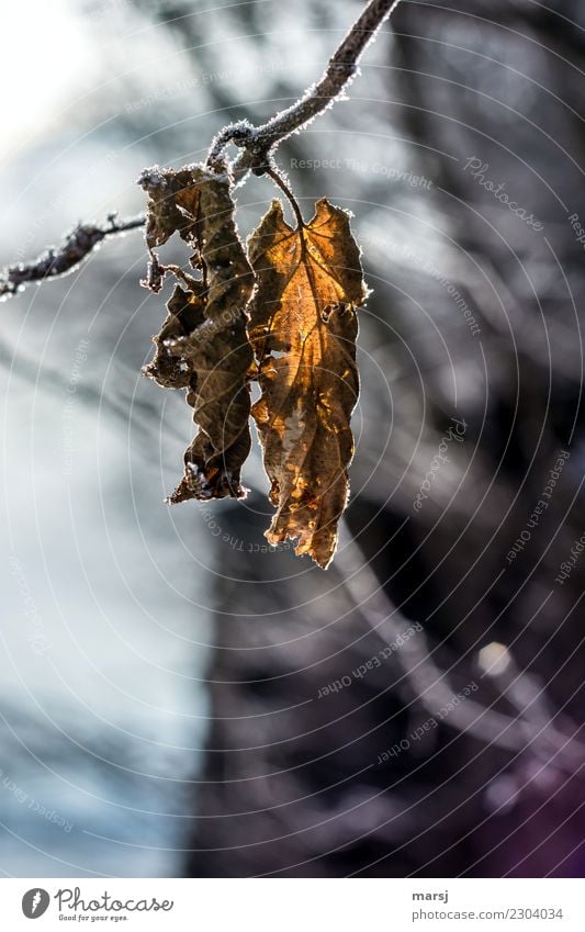 Zukunftsmusik | gemeinsam alt werden Winter Eis Frost Pflanze Blatt hängen Zusammensein kalt Traurigkeit Sorge Trauer Tod Erschöpfung Verfall Vergänglichkeit 2