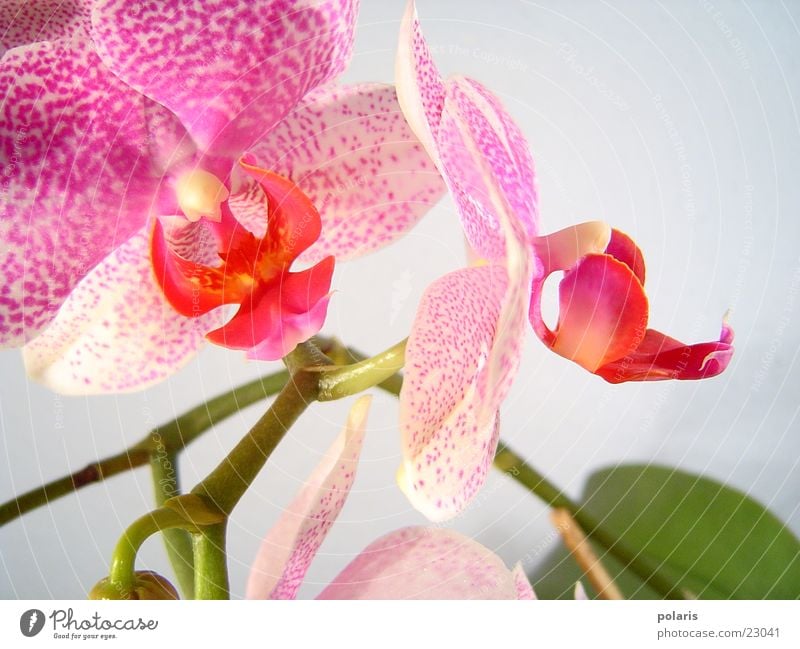 orchidee Orchidee rosa violett Blume nah schön