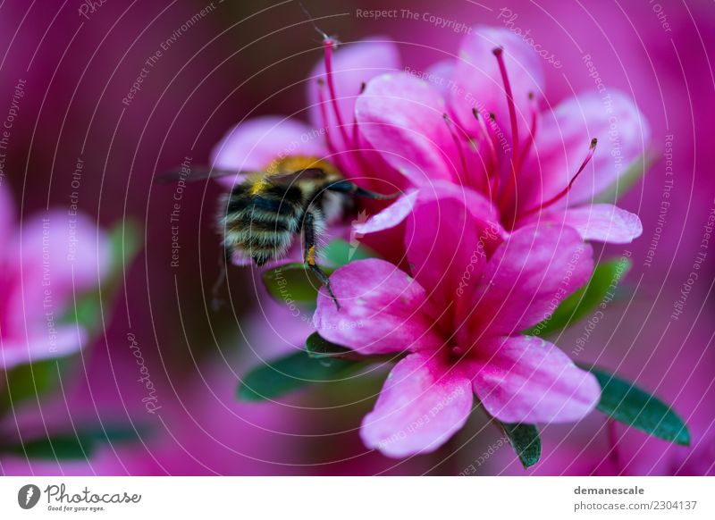 Bumblebee Umwelt Natur Pflanze Blume Blatt Blüte Rhododendron Garten Park Tier Hummel 1 Bewegung Blühend Duft fliegen genießen krabbeln mehrfarbig gelb grün