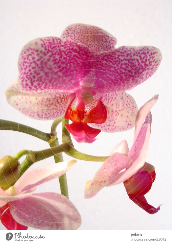 orchidee Orchidee rosa violett Blume nah schön