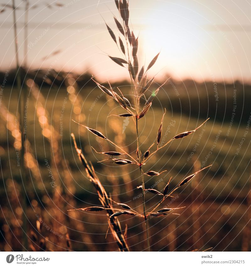 Le Hafre elegant Landwirtschaft Umwelt Natur Pflanze Urelemente Wolkenloser Himmel Horizont Herbst Schönes Wetter Nutzpflanze Hafer Haferähre Korn Feld Bewegung