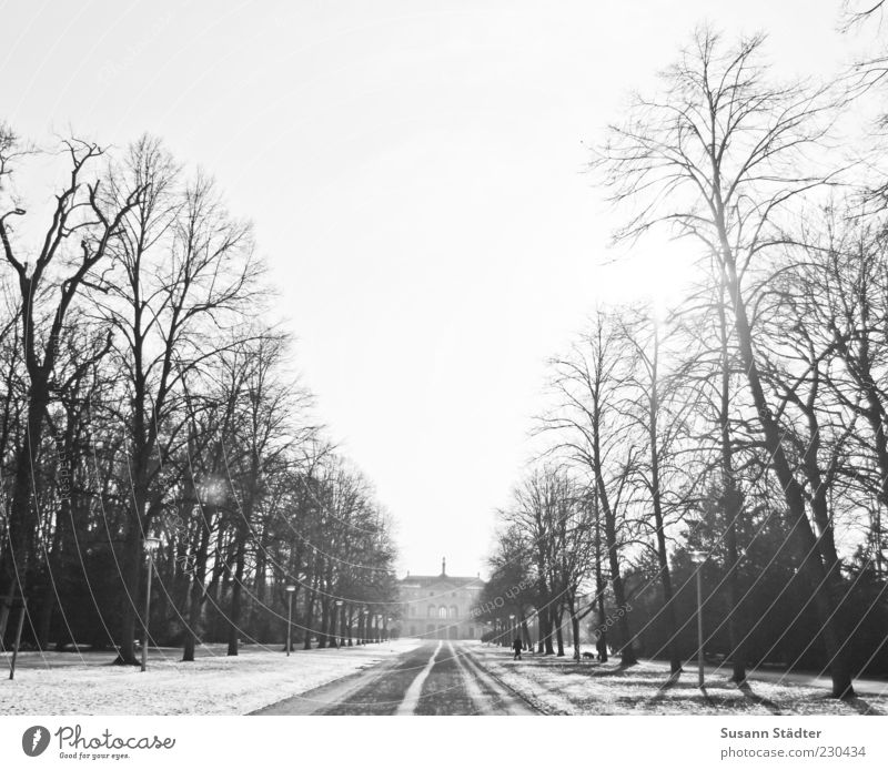 Garten Schönes Wetter Baum Haus Sehenswürdigkeit historisch Allee Park Dresden Schnee Blendenfleck Winter kalt Schwarzweißfoto Außenaufnahme Dämmerung