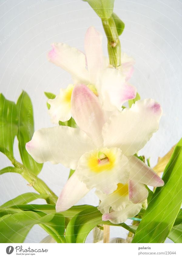 orchidee Orchidee rosa Blume nah