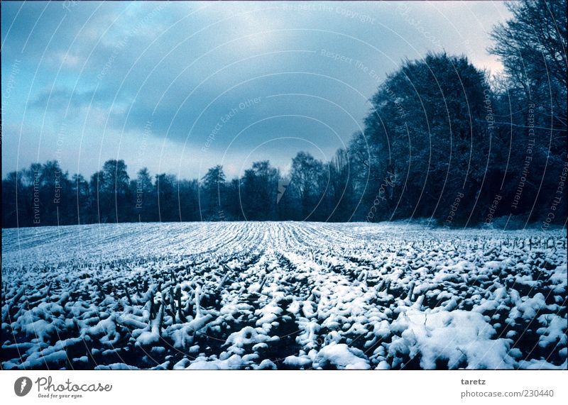 Winteracker schlechtes Wetter Feld kalt Wolken gerade Spuren Waldrand ruhig Winterschlaf friedlich Saison Landschaft Landwirtschaft Farbfoto Außenaufnahme