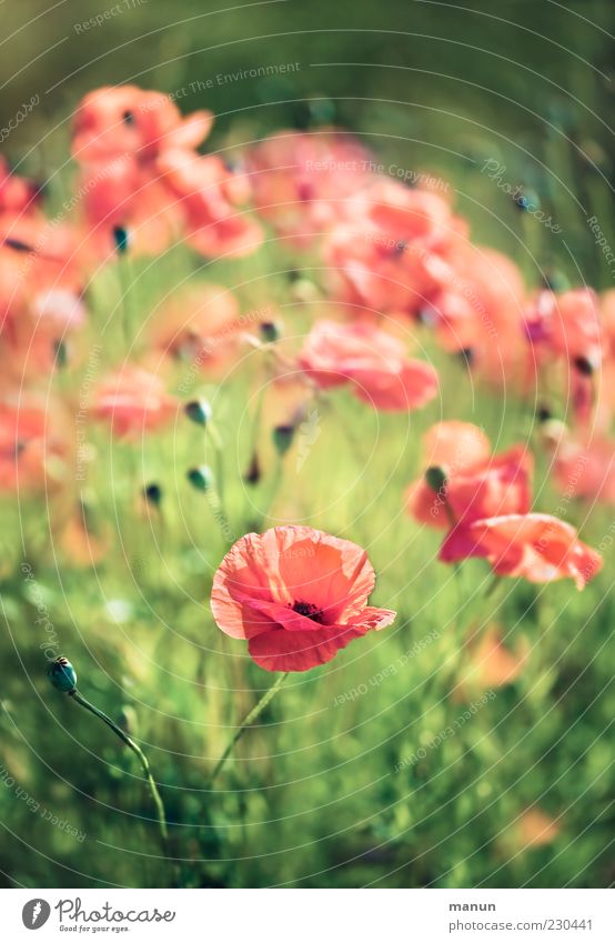 Klatschmohn Natur Frühling Sommer Blume Gras Blüte Mohn Mohnblüte sommerlich authentisch natürlich schön rot Farbfoto Außenaufnahme Menschenleer Tag Silhouette