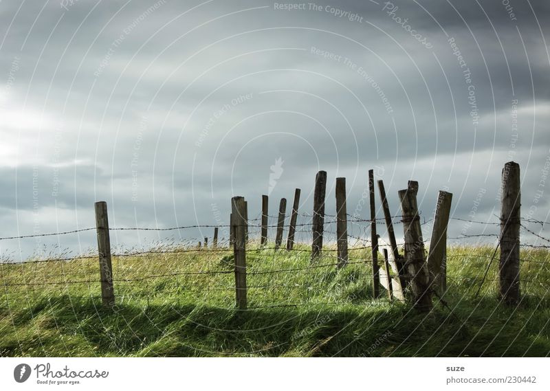 Herkömmlich Landwirtschaft Forstwirtschaft Umwelt Natur Landschaft Urelemente Himmel Sommer Gras Wiese Holz authentisch außergewöhnlich dunkel kalt grau grün