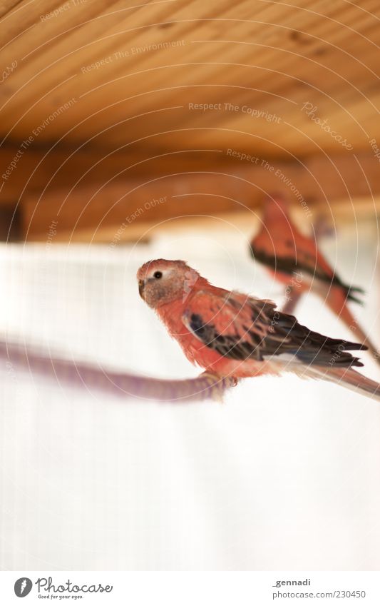 Vogelfrei Tier Haustier Flügel 2 Seil wild rosa tierisch Farbfoto Menschenleer Textfreiraum oben Textfreiraum unten Tag Licht Lichterscheinung Sonnenlicht