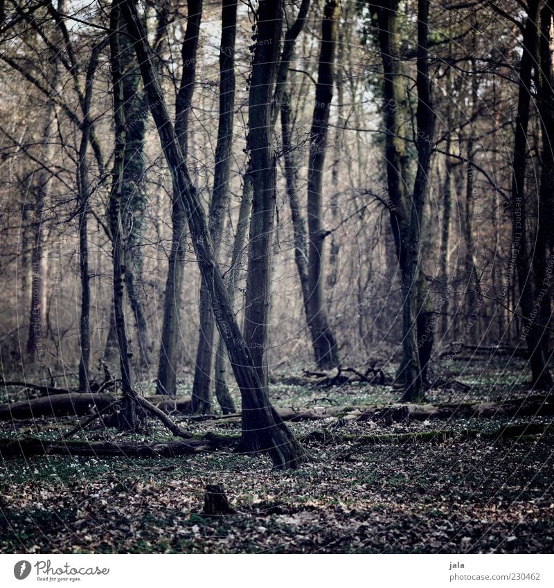 wald Natur Landschaft Pflanze Baum Wald Baumstamm Blatt Farbfoto Außenaufnahme Menschenleer Licht Schatten Düsterwald herbstlich Herbstwald