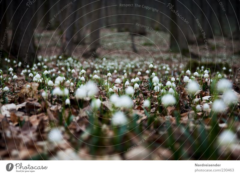 Es wird... harmonisch ruhig Duft Natur Pflanze Frühling Wildpflanze Wald Blühend einzigartig Märzenbecher Waldboden Blatt Stimmung geheimnisvoll Baumstamm