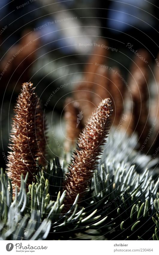 Die letzten Aufrechten Umwelt Natur Landschaft Pflanze Herbst Baum Zeder Nadelbaum Tannenzweig Zapfen Tannennadel stehen Wachstum nah stachelig braun grün