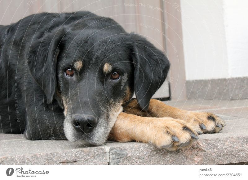 Neugierde Tier Haustier Hund Tiergesicht Fell Pfote 1 liegen schön natürlich niedlich Gefühle loyal Treue achtsam Wachsamkeit gewissenhaft Begleiter Haushund