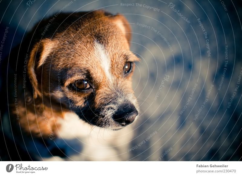 Lina Tier Haustier Hund 1 Blick warten braun Vertrauen Treue ruhig Sorge klein Hundekopf Hundeblick Tierporträt Hundeauge niedlich Nase Menschenleer Farbfoto