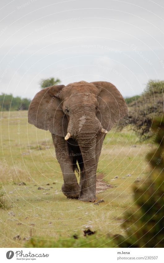 straight on Tier Wildtier Tiergesicht Elefant Nationalpark 1 Bewegung gehen gigantisch grau grün Kraft Namibia Farbfoto Außenaufnahme Menschenleer