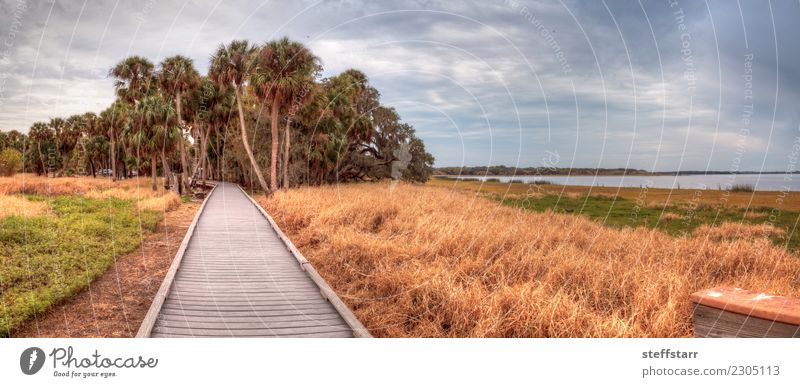 Boardwalk entlang des Feuchtgebietes am Myakka River State Park Ausflug Natur Landschaft Pflanze Baum Gras Seeufer Flussufer Teich Wege & Pfade blau braun gelb