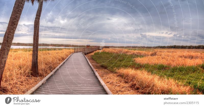 Boardwalk entlang des Feuchtgebietes am Myakka River State Park ruhig Ausflug Natur Landschaft Pflanze Baum Gras Seeufer Flussufer Teich Wege & Pfade blau braun