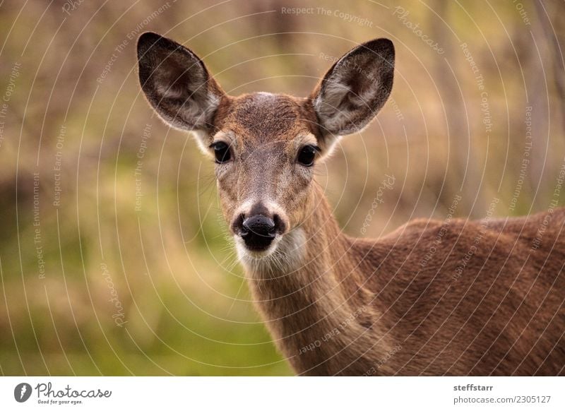 Weißwedelhirsch Odocoileus virginianus Natur Landschaft Park Teich Tier Wildtier Tiergesicht 1 braun grün Weißschwanz-Hirsch Hirsche