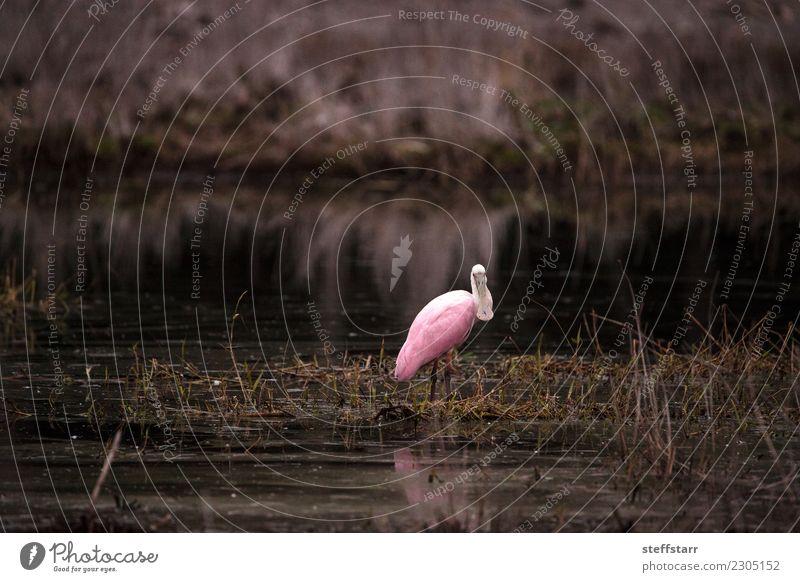 Watenvogel des rossigen Spoonbill Watergowls nannte Platalea ajaja Natur Tier Park Teich Wildtier Vogel 1 fliegen rosa Rosalöffler Löffler Platalea ajajaja