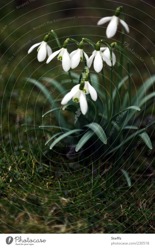 blühende Schneeglöckchen Galanthus Frühlingsblumen heimisch Frühlingserwachen Naturerwachen März Märzblumen Märzblüten Frühlingskrokus Frühblüher