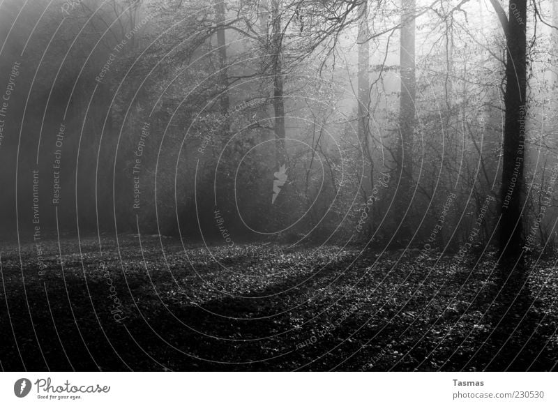 Viele Schatten Baum Wald Waldboden Waldlichtung Waldrand ästhetisch Wachstum Schwarzweißfoto Außenaufnahme Menschenleer Licht Kontrast Sonnenstrahlen Düsterwald