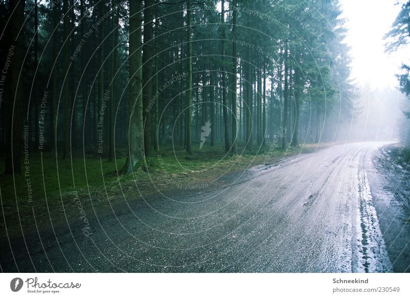 Licht am Ende.... Umwelt Natur Landschaft Pflanze Regen Baum Wald Luft grün hell Wege & Pfade Straße nass Baumstamm Wegrand viele Baumkrone Farbfoto