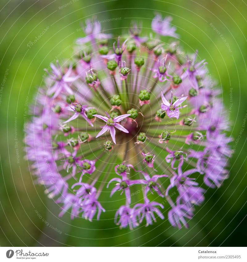 Zierlauchblüte Pflanze Sommer Blüte Garten Blühend verblüht authentisch schön violett rosa Fröhlichkeit Natur Umwelt mehrfarbig Außenaufnahme Nahaufnahme