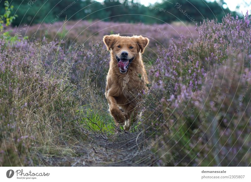 Ungebremste Freiheit. Glück Sommer Spaziergang Natur Landschaft Pflanze Schönes Wetter Sträucher Blüte Wildpflanze Heide Wald Park Tier Haustier Hund Fell Pfote