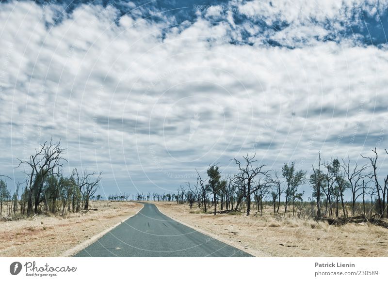 This is nowhere Umwelt Natur Landschaft Pflanze Urelemente Erde Luft Himmel Wolken Sonnenlicht Klima Klimawandel Wetter Schönes Wetter Baum Sträucher