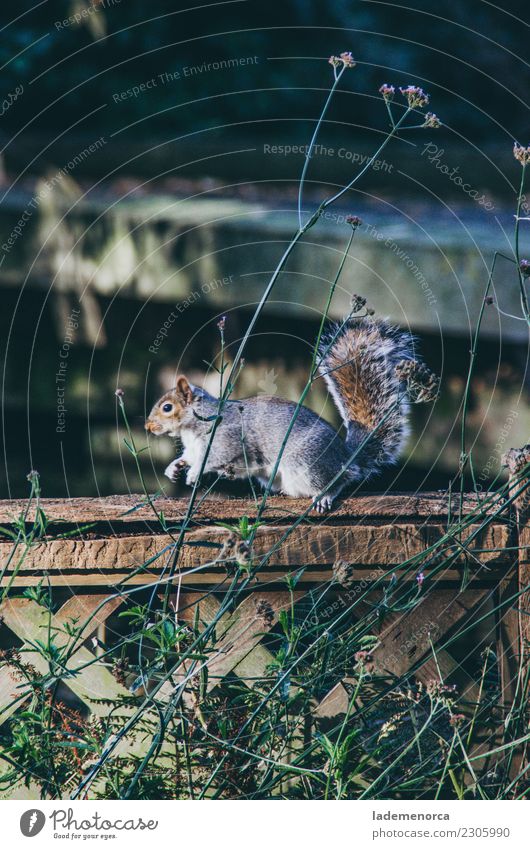 Eichhörnchen Natur Pflanze Tier Erde Winter Garten Park Wildtier 1 Coolness neu Stadt braun mehrfarbig grau grün Gefühle Tierliebe London England Farbfoto