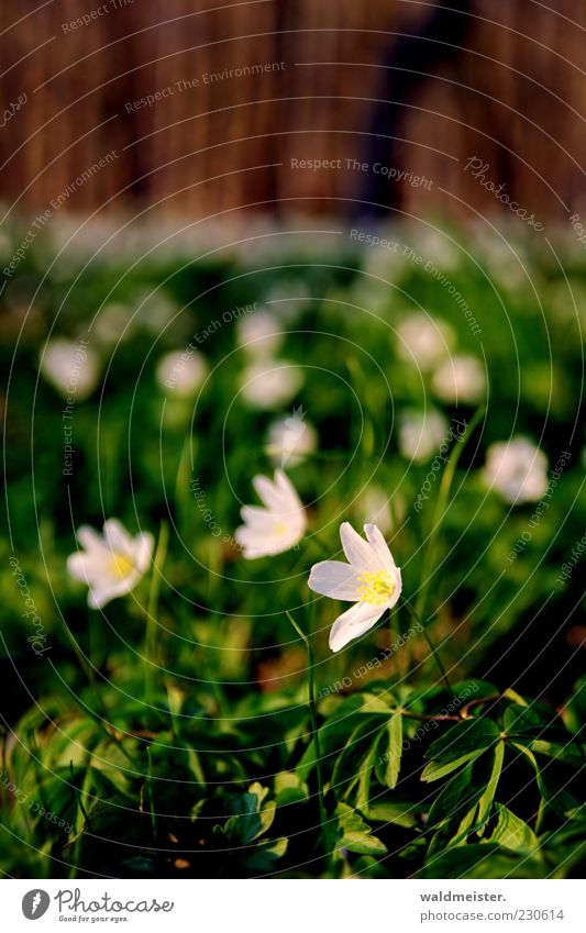 Frühling Natur Pflanze Schönes Wetter genießen braun grün rosa weiß Frühlingsgefühle Optimismus schön Idylle Wachstum Farbfoto mehrfarbig Außenaufnahme