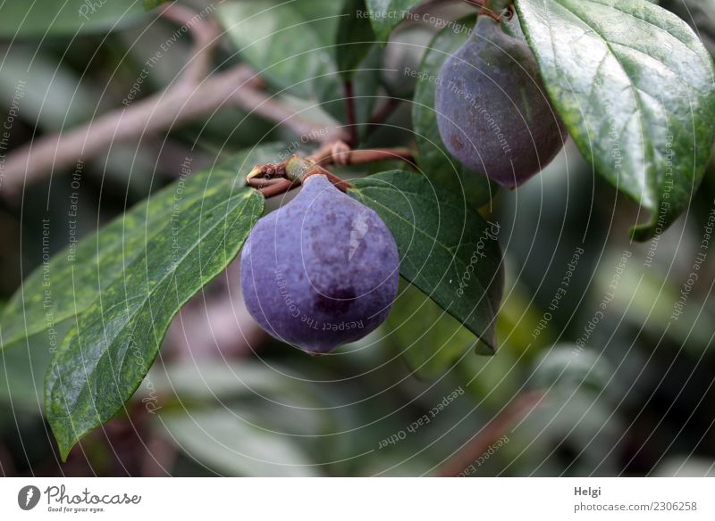 Feigen Umwelt Natur Pflanze Schönes Wetter Baum Blatt Nutzpflanze exotisch Feigenbaum hängen Wachstum authentisch lecker natürlich rund süß braun grün violett