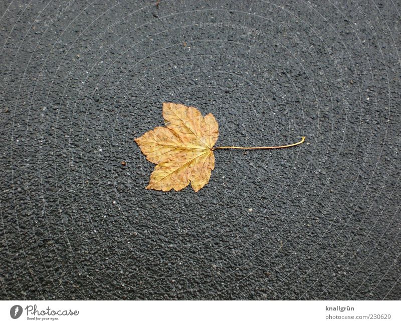 Melancholie Herbst schlechtes Wetter Blatt nass braun grau Einsamkeit Ende Natur Vergänglichkeit Herbstlaub trist Farbfoto Gedeckte Farben Außenaufnahme