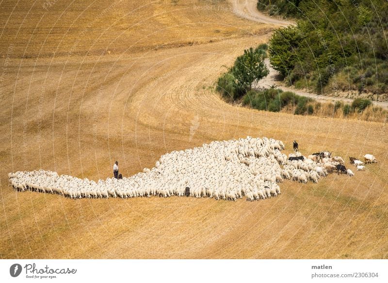 Aaaaaaa-Schafe Landschaft Sommer Sträucher Feld Wege & Pfade Tier Haustier Hund Herde Fressen gelb grün weiß Schafherde Ziegen Schäfer Getreidefeld Ernte Rioja