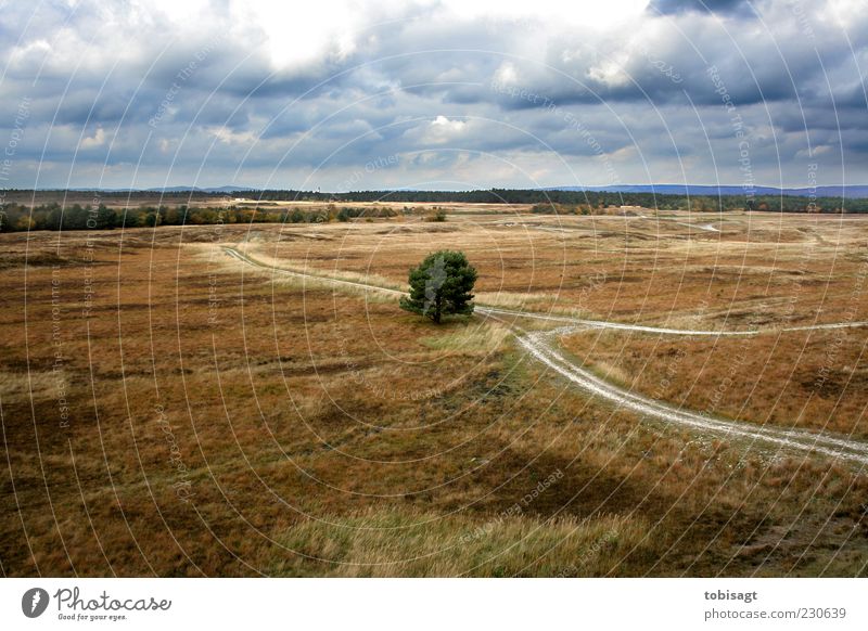 Gabelung Natur Landschaft Himmel Wolken Herbst Wetter Baum Gras Sträucher Wiese Ferne trocken blau braun grün Einsamkeit Farbfoto Außenaufnahme Menschenleer Tag