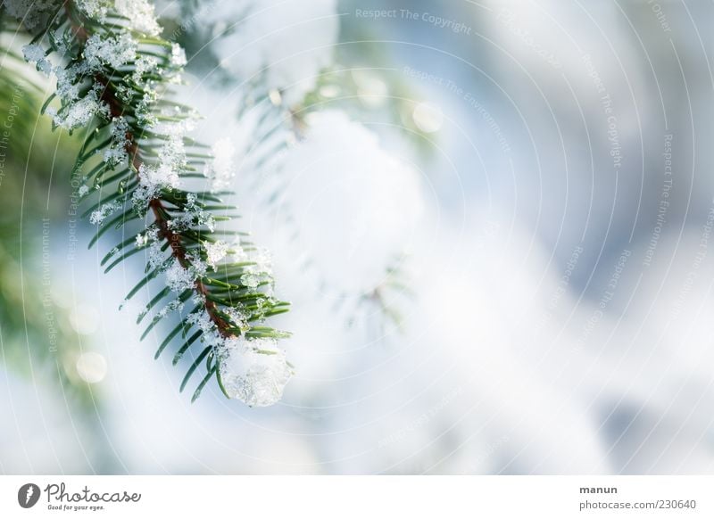 Wintersonne Eis Frost Schnee Baum Nadelbaum Zweig Tannenzweig Tannennadel glänzend authentisch hell schön kalt Farbfoto Außenaufnahme Nahaufnahme Detailaufnahme