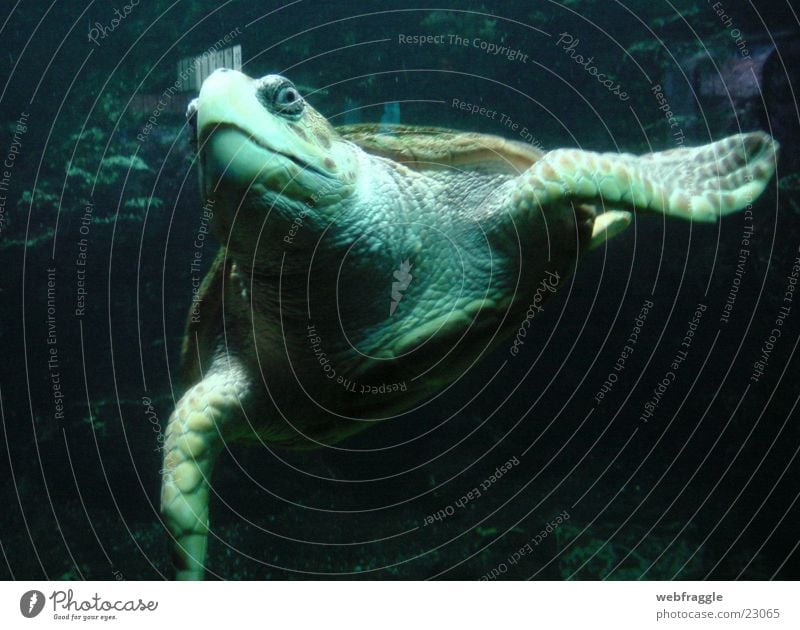 Was guckst Du? Schildkröte Meer Aquarium