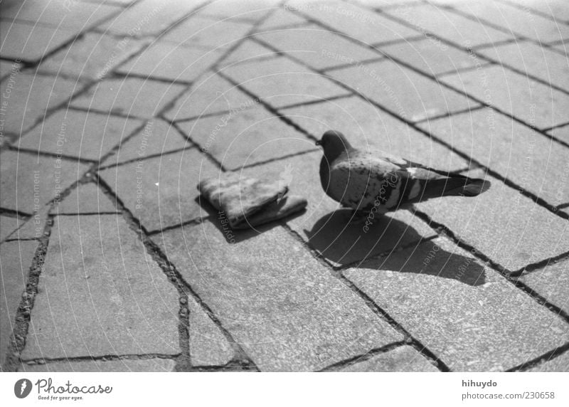 nur du und ich. Tier Wildtier Vogel Taube Flügel 1 außergewöhnlich Pflasterweg ungenießbar Müll Schwarzweißfoto Außenaufnahme Menschenleer Textfreiraum links