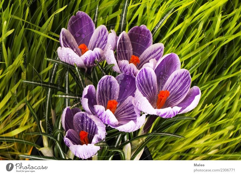 Krokusse erste Gras Sonnenlicht Wiese Park grün Feld Blüte Saison Pflanze violett Garten Außenaufnahme Klivie Botanik Blume Morgen Frühling