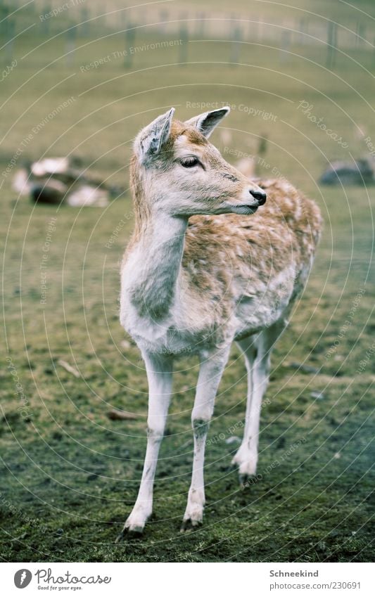 Rehkitz Natur Gras Wiese Tier Wildtier 1 Tierjunges beobachten Fell schön Wachsamkeit Neugier Wildpark Farbfoto Außenaufnahme Menschenleer Tag Licht