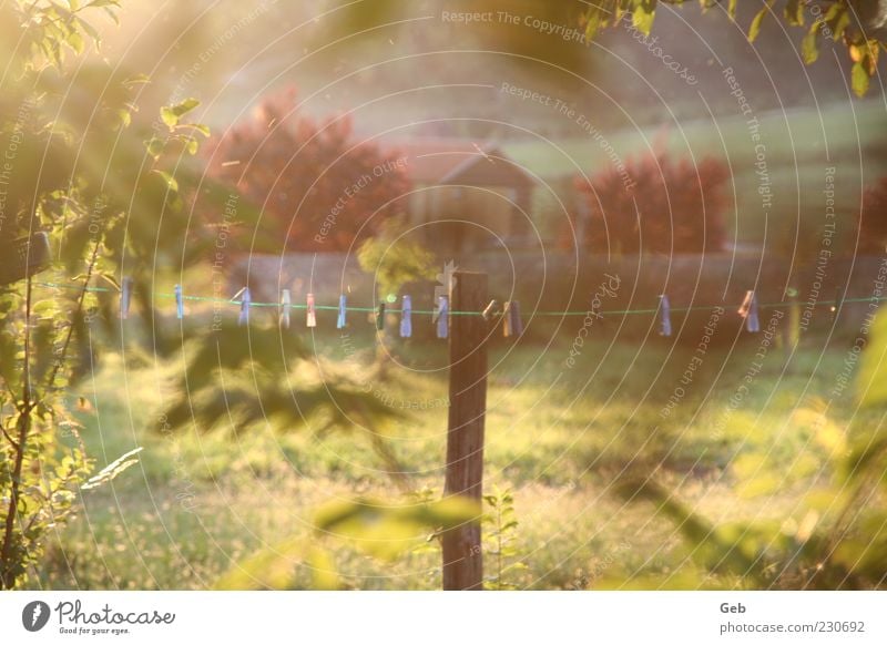 Sommerabend Umwelt Natur Landschaft Sonnenlicht Schönes Wetter Sträucher Garten Wiese Grundbesitz Hütte Schuppen Scheune Stall Bauernhof Wäscheklammern