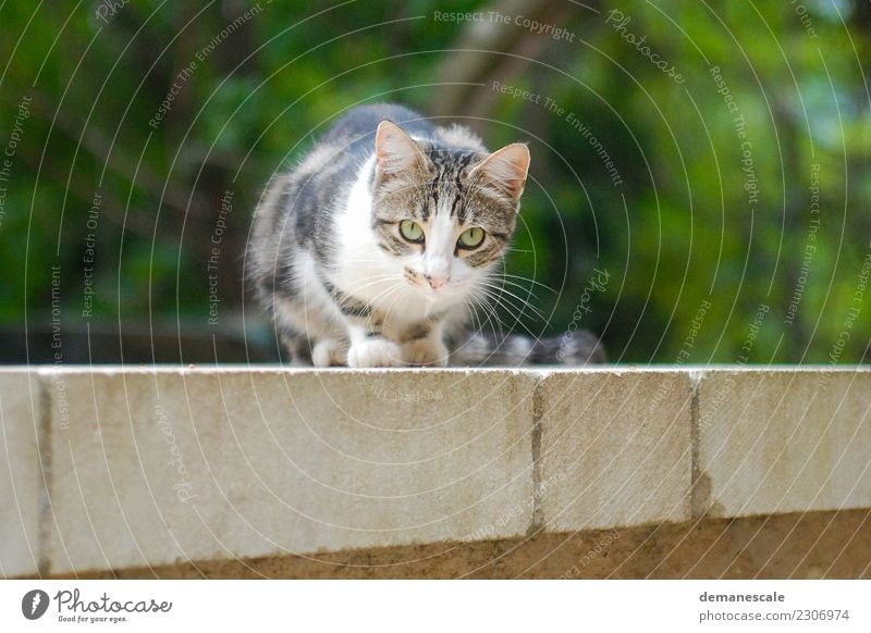 Samtpfote Natur Sommer Garten Park Tier Haustier Katze Tiergesicht Fell Pfote 1 Stein Backstein fangen Fressen hocken Jagd liegen Blick Spielen springen Neugier