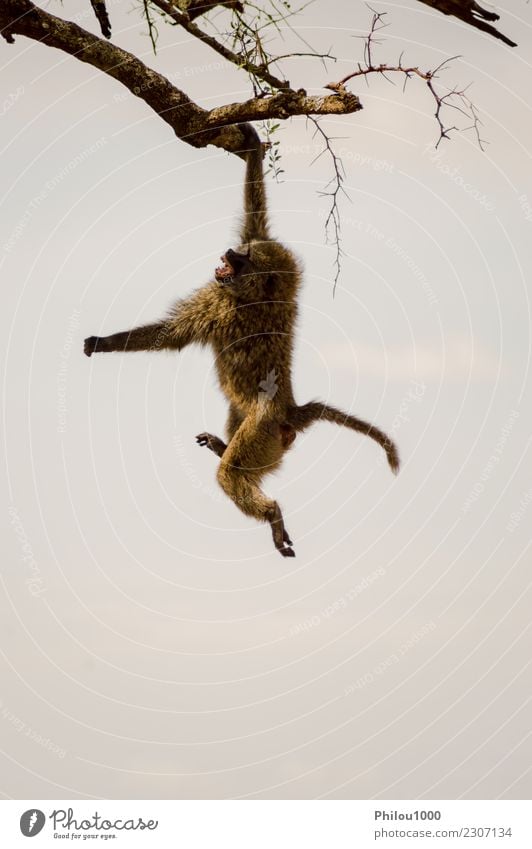 Lokalisierter Pavian, der auf einem Stein sitzt Safari Mann Erwachsene Mutter Natur Tier Baum Urwald niedlich wild grün schwarz Afrika Kenia Maassai Mara