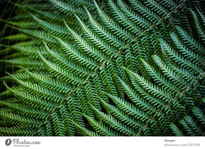 Green Fractal Farn Umwelt Natur Tier Pflanze Blatt Grünpflanze Wildpflanze Ferne frisch Gesundheit Spitze wild weich gelb grün schwarz Glück Zufriedenheit