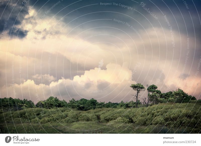 Dem Himmel so nah Natur Landschaft Wolken Wetter Pflanze Baum Sträucher Wald Hügel Bretagne Coolness fantastisch natürlich schön Farbfoto Außenaufnahme