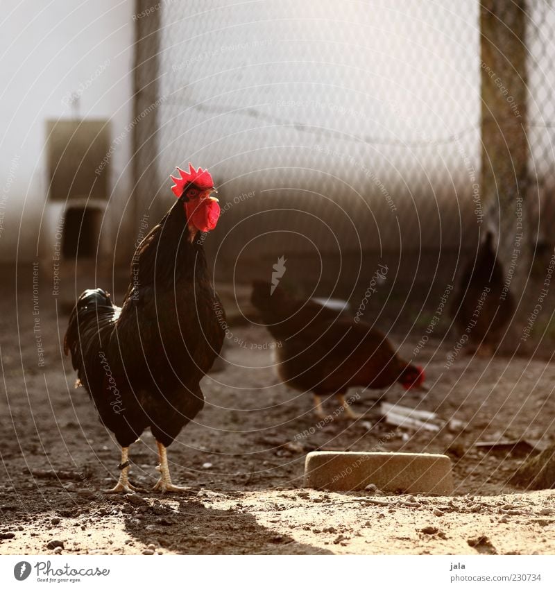 neues aus uhlenbusch Tier Nutztier Tiergesicht Flügel Hahn Hühnervögel 3 Tiergruppe stehen Hühnerstall Zaun Farbfoto Außenaufnahme Menschenleer Tag Licht