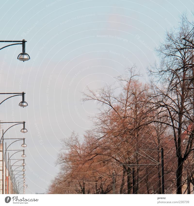 prenzelberg Himmel Wolkenloser Himmel blau braun Laterne Laternenpfahl Lampe Baum Baumkrone Ast Straße Prenzlauer Berg Farbfoto Außenaufnahme Menschenleer Tag