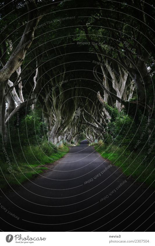 Die dunklen Hecken in Nordirland (Dark Hedges) Umwelt Natur Landschaft Frühling Pflanze Baum Gras Sträucher Blatt Grünpflanze Garten Park Wald Gefühle