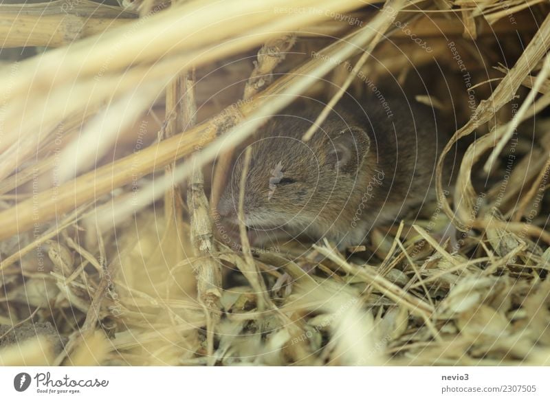 Sommergold Umwelt Natur Gras Wiese Feld Maus 1 Tier klein gelb Freude Glück Lebensfreude Frühlingsgefühle Schüchternheit Erdmaus Versteck Sonnenlicht Nagetiere