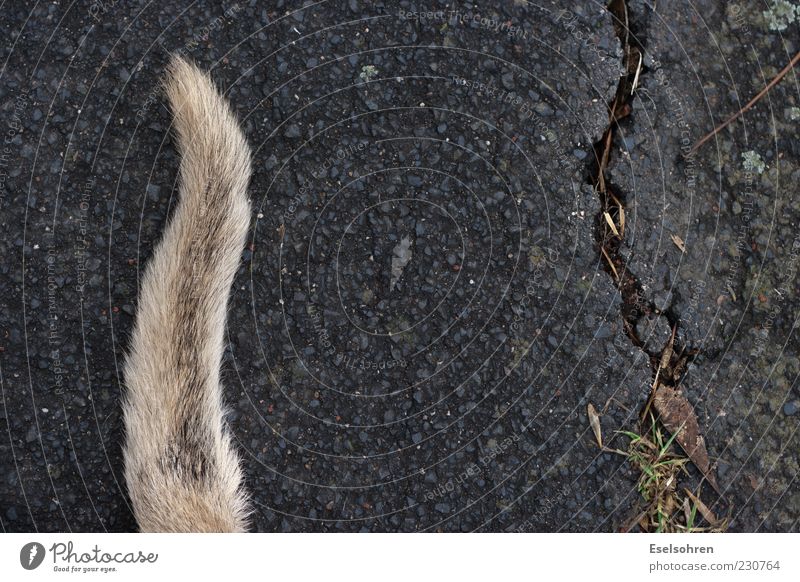 Bodenhupe Tier Haustier Hund Fell 1 liegen Schwanz Riss Farbfoto Außenaufnahme Tag Asphalt kaputt Menschenleer Detailaufnahme außergewöhnlich